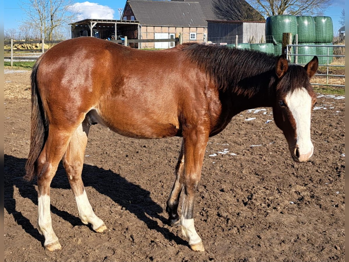 American Quarter Horse Stallion 1 year 14,3 hh Brown in Weste