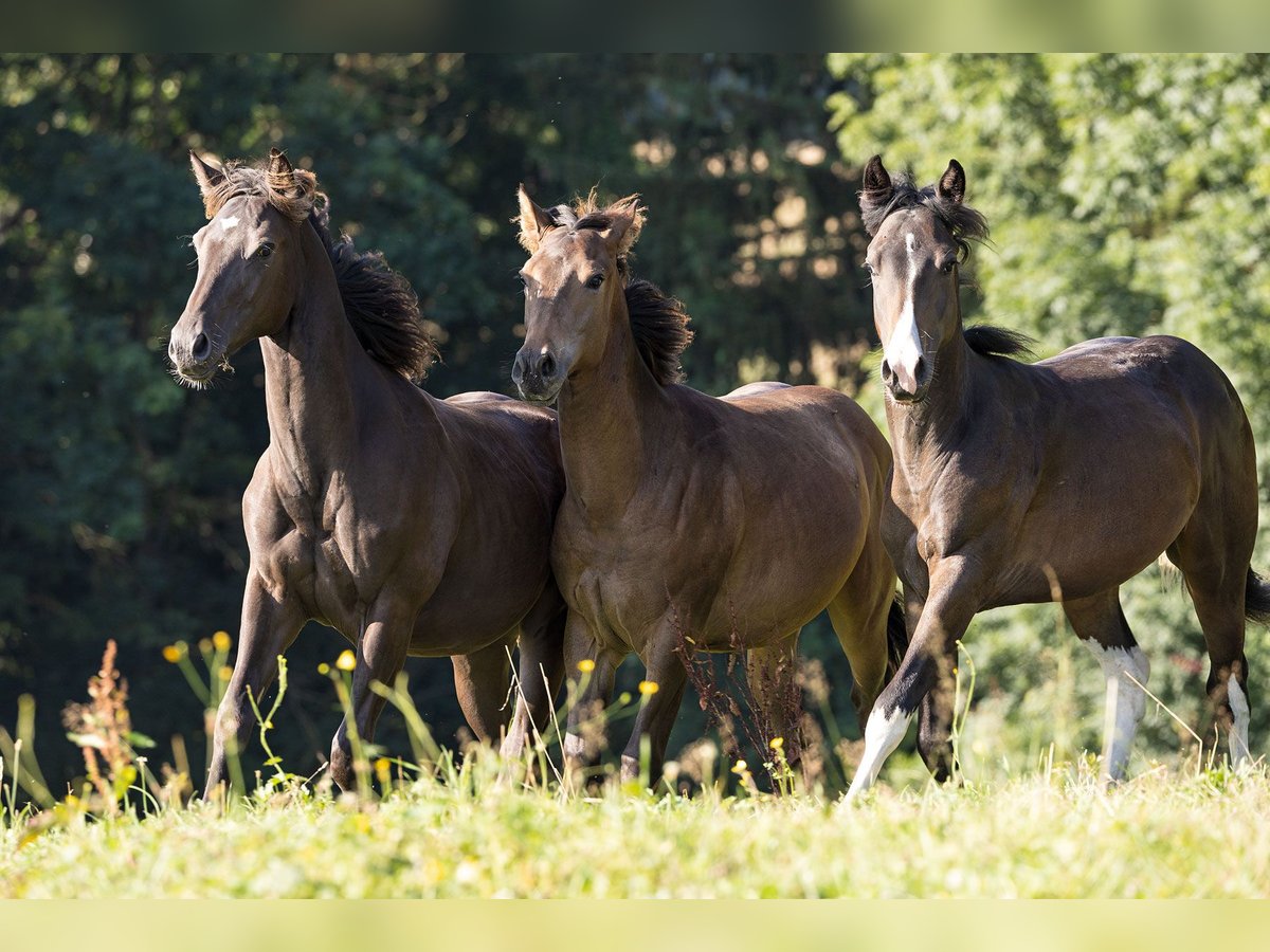 American Quarter Horse Stallion 1 year 14,3 hh Buckskin in Nördlingen