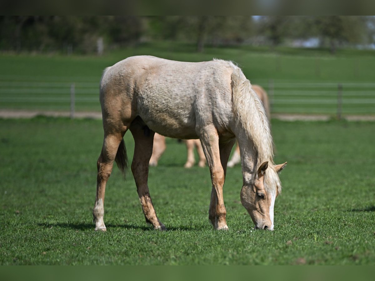 American Quarter Horse Stallion 1 year 14,3 hh Palomino in Fleischwangen