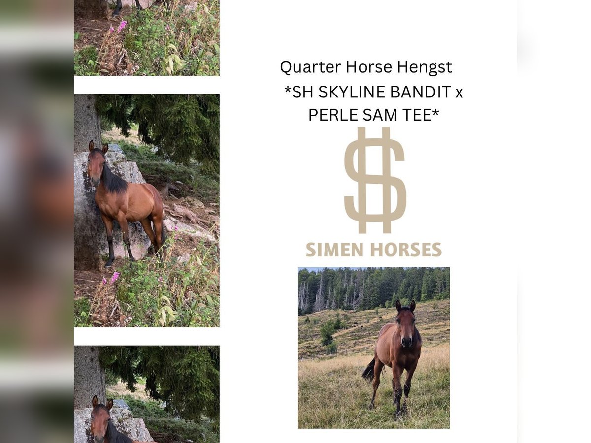 American Quarter Horse Stallion 1 year 14,2 hh Bay-Dark in Steinen