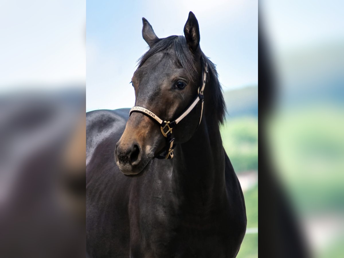 American Quarter Horse Stallion 1 year 14,2 hh Bay-Dark in Rudolstadt