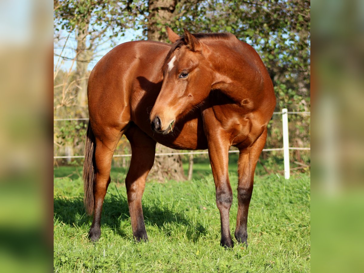 American Quarter Horse Stallion 1 year 14,2 hh Brown in Stade
