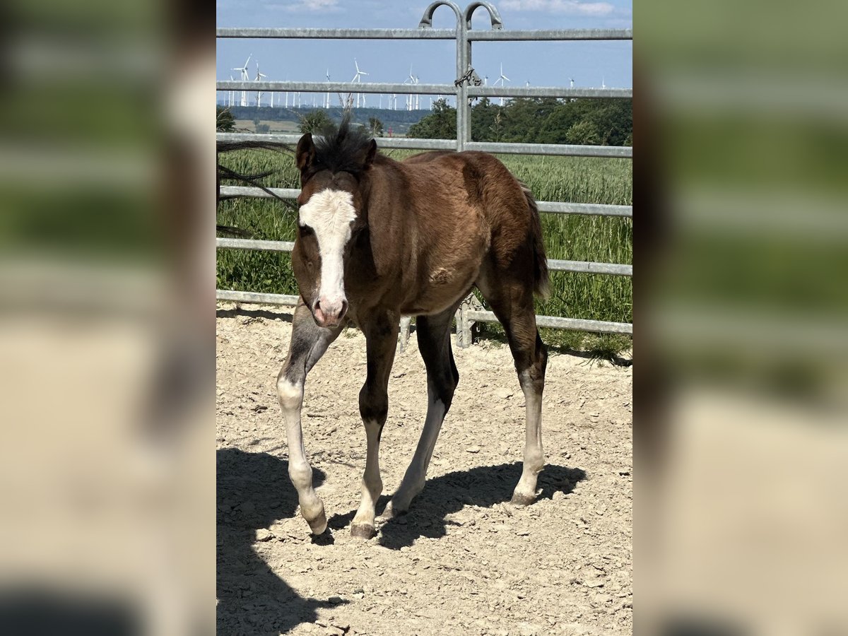 American Quarter Horse Stallion 1 year 14,2 hh Brown in Bad W&#xFC;nnenberg