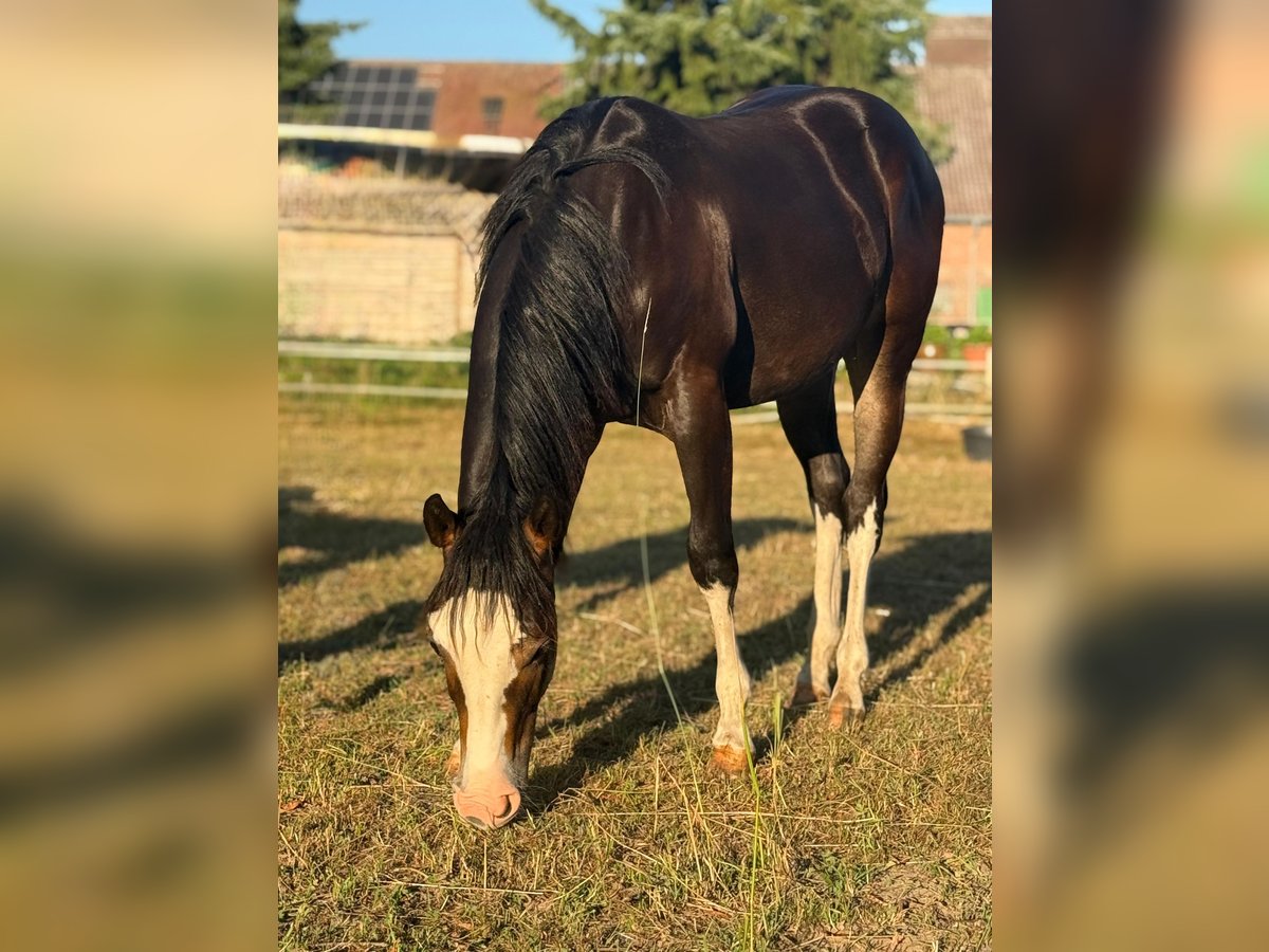 American Quarter Horse Stallion 1 year 14,2 hh Brown in Bad W&#xFC;nnenberg