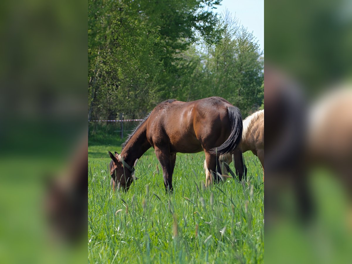 American Quarter Horse Stallion 1 year 14,2 hh Brown in Celle