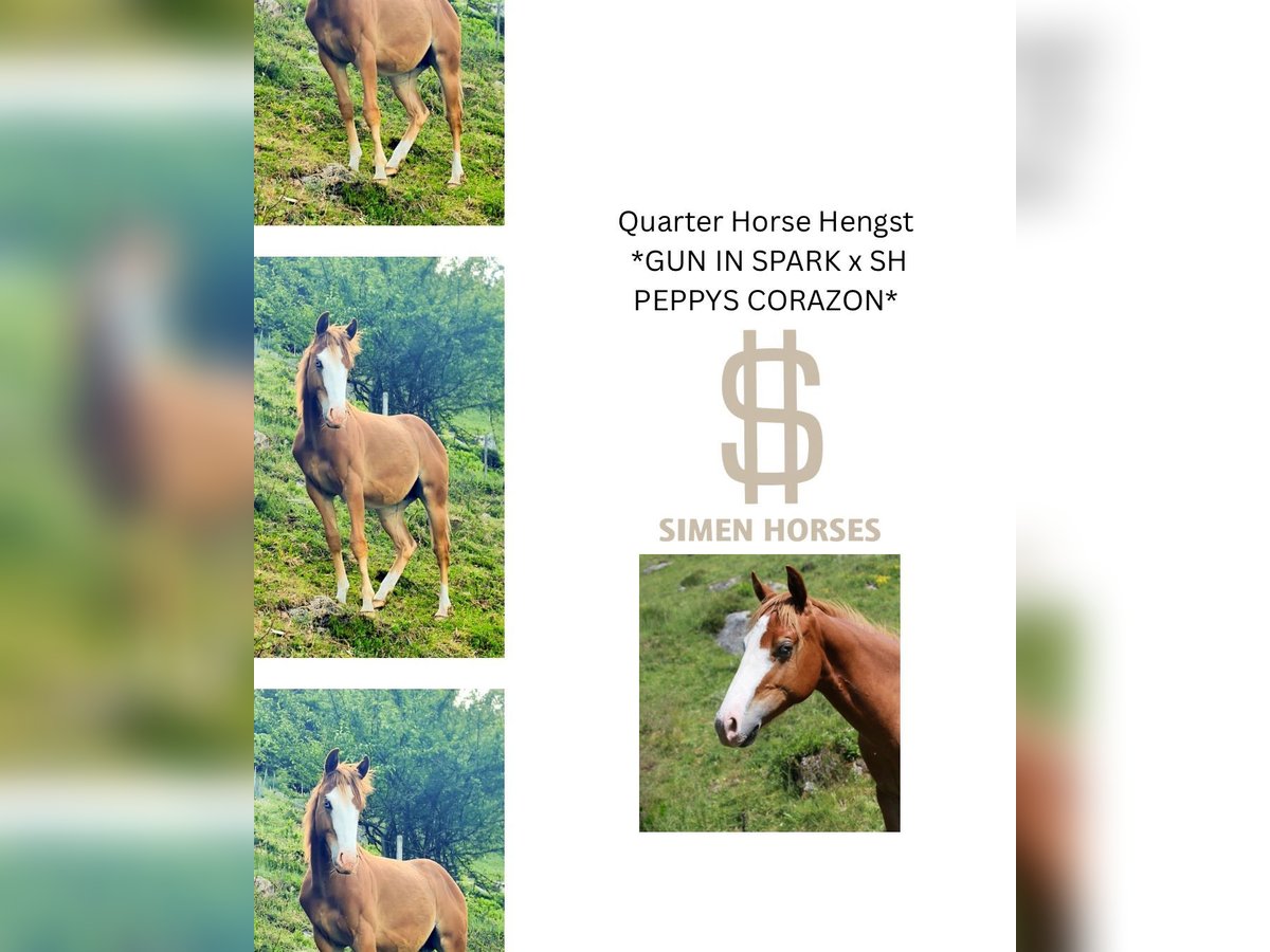American Quarter Horse Stallion 1 year 14,2 hh Chestnut-Red in Steinen