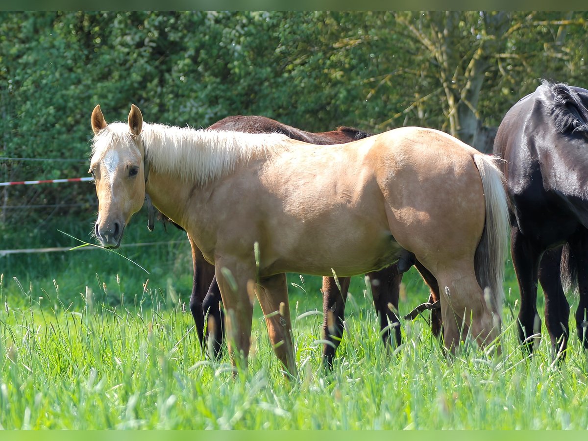 American Quarter Horse Stallion 1 year 14,2 hh Palomino in Celle
