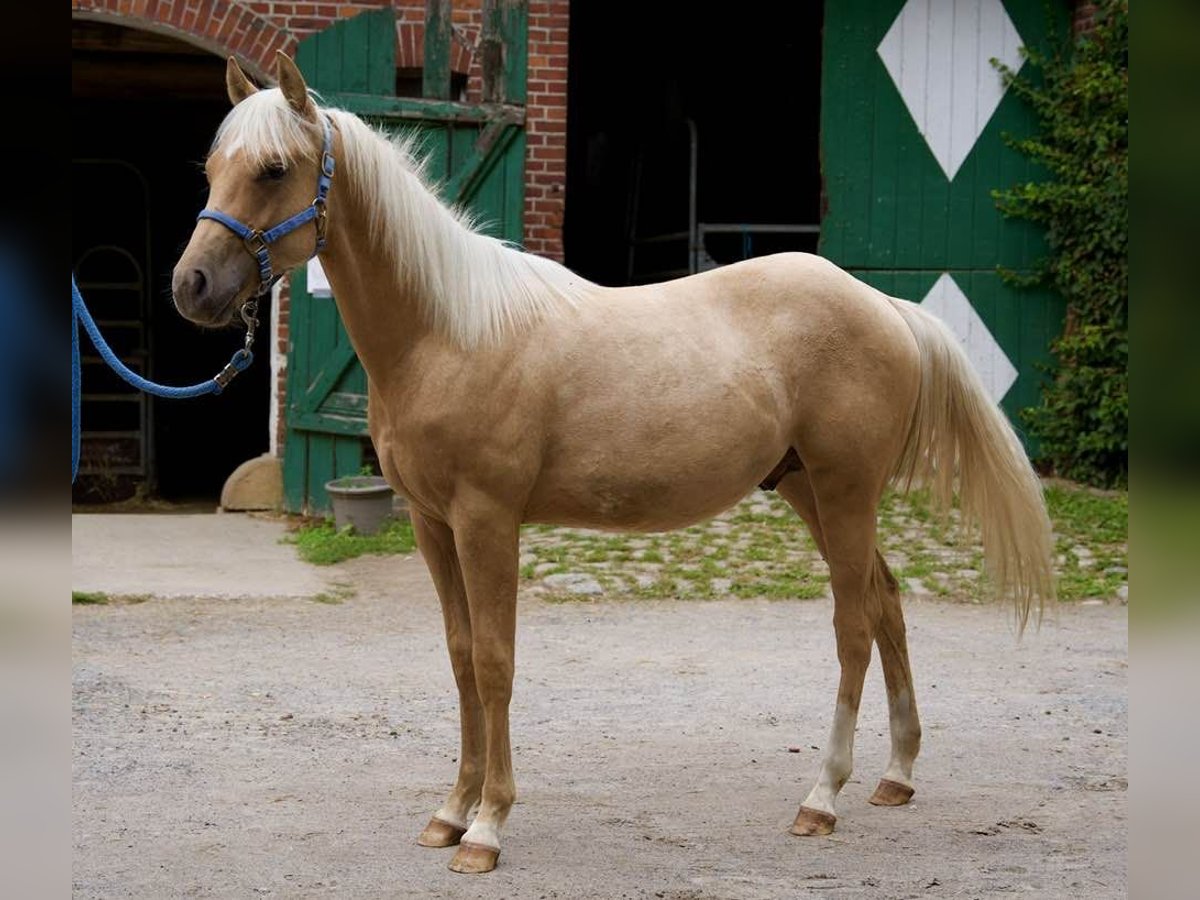 American Quarter Horse Stallion 1 year 14,2 hh Palomino in L&#xFC;dinghausen
