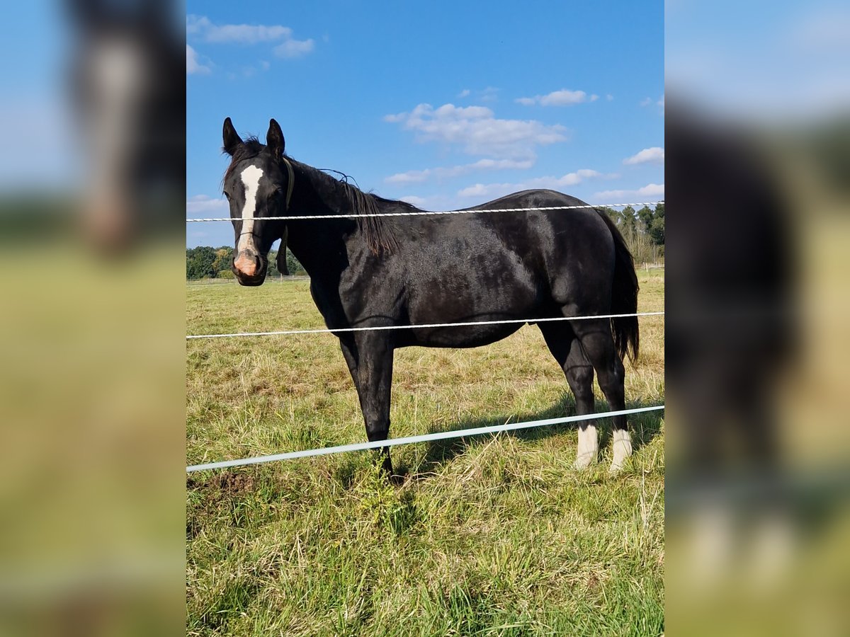 American Quarter Horse Stallion 1 year 14,3 hh Black in Celle