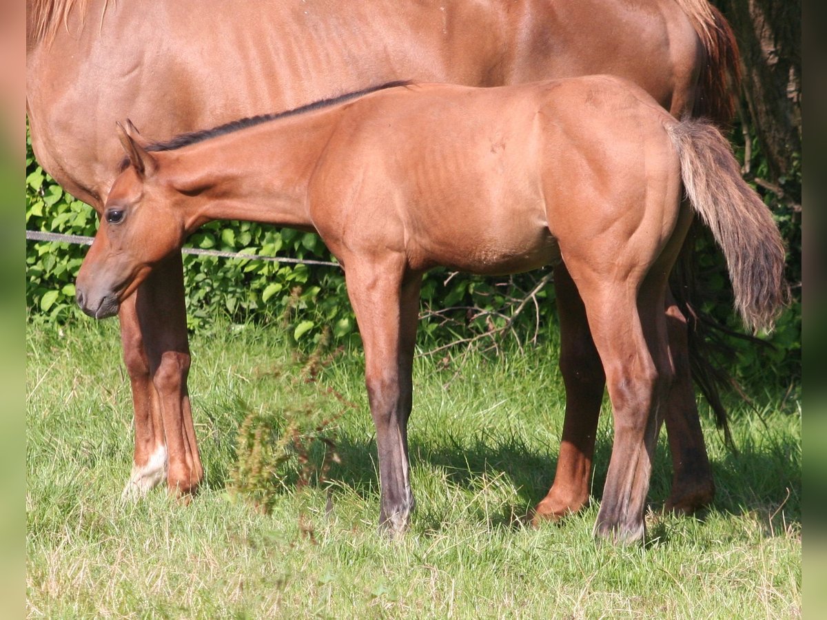 American Quarter Horse Stallion 1 year 15,1 hh Dun in Düsseldorf