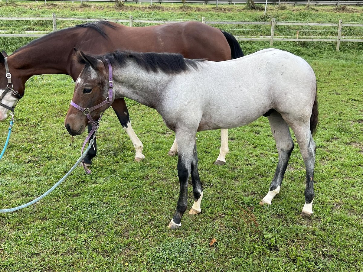 American Quarter Horse Stallion 1 year 15,1 hh Roan-Bay in Bad Abbach