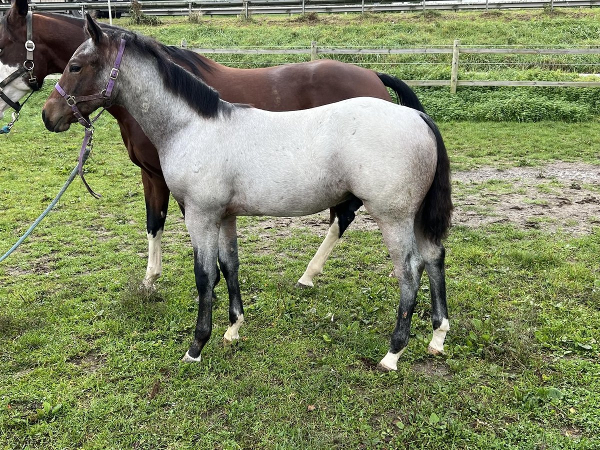 American Quarter Horse Stallion 1 year 15,1 hh Roan-Bay in Bad Abbach