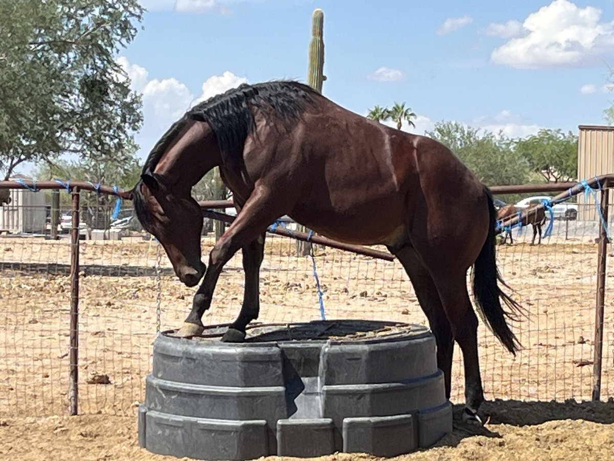 American Quarter Horse Stallion 1 year 15 hh Bay in Casa Grande, AZ