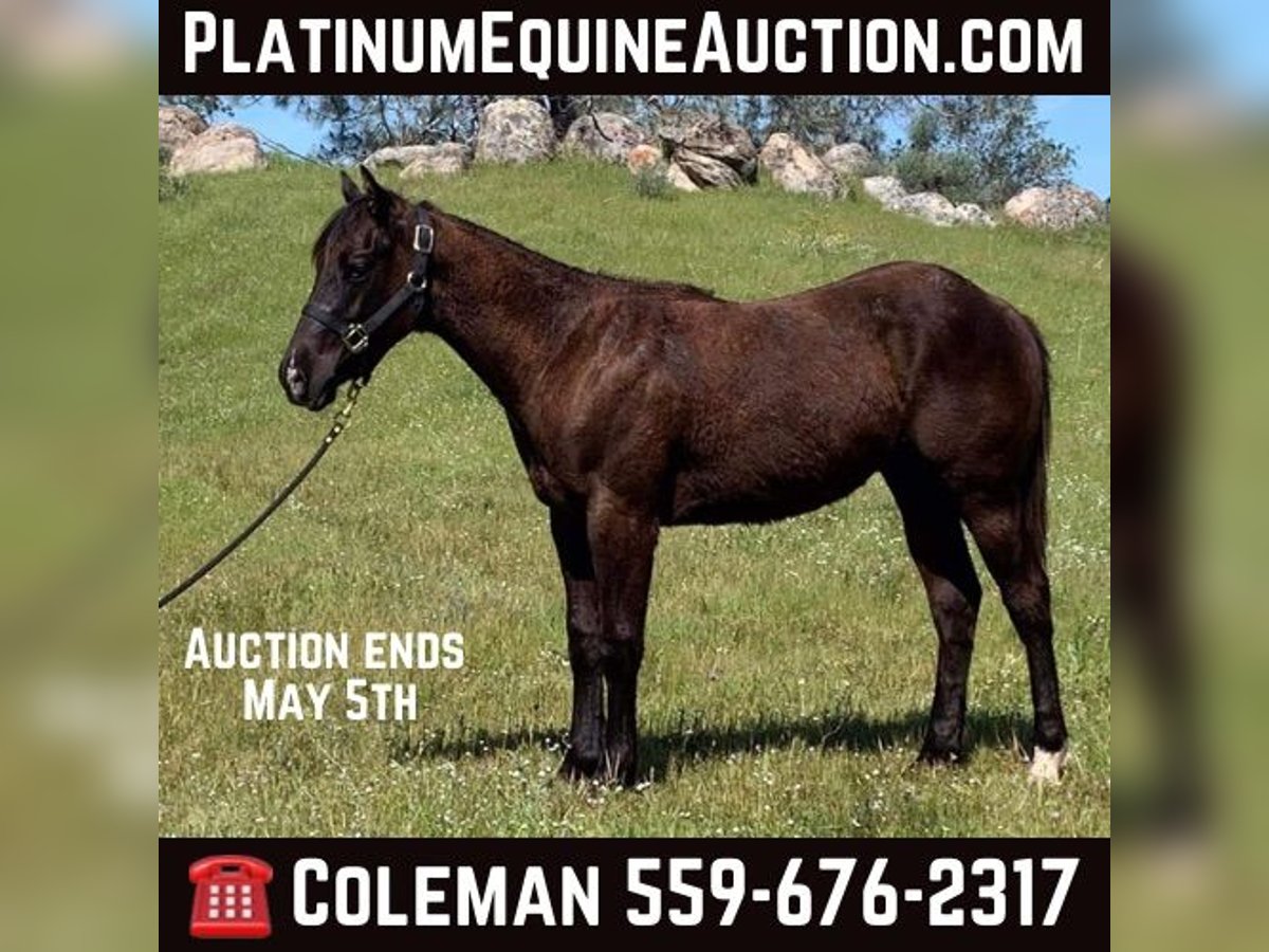 American Quarter Horse Stallion 1 year 15 hh Black in Raymond CA