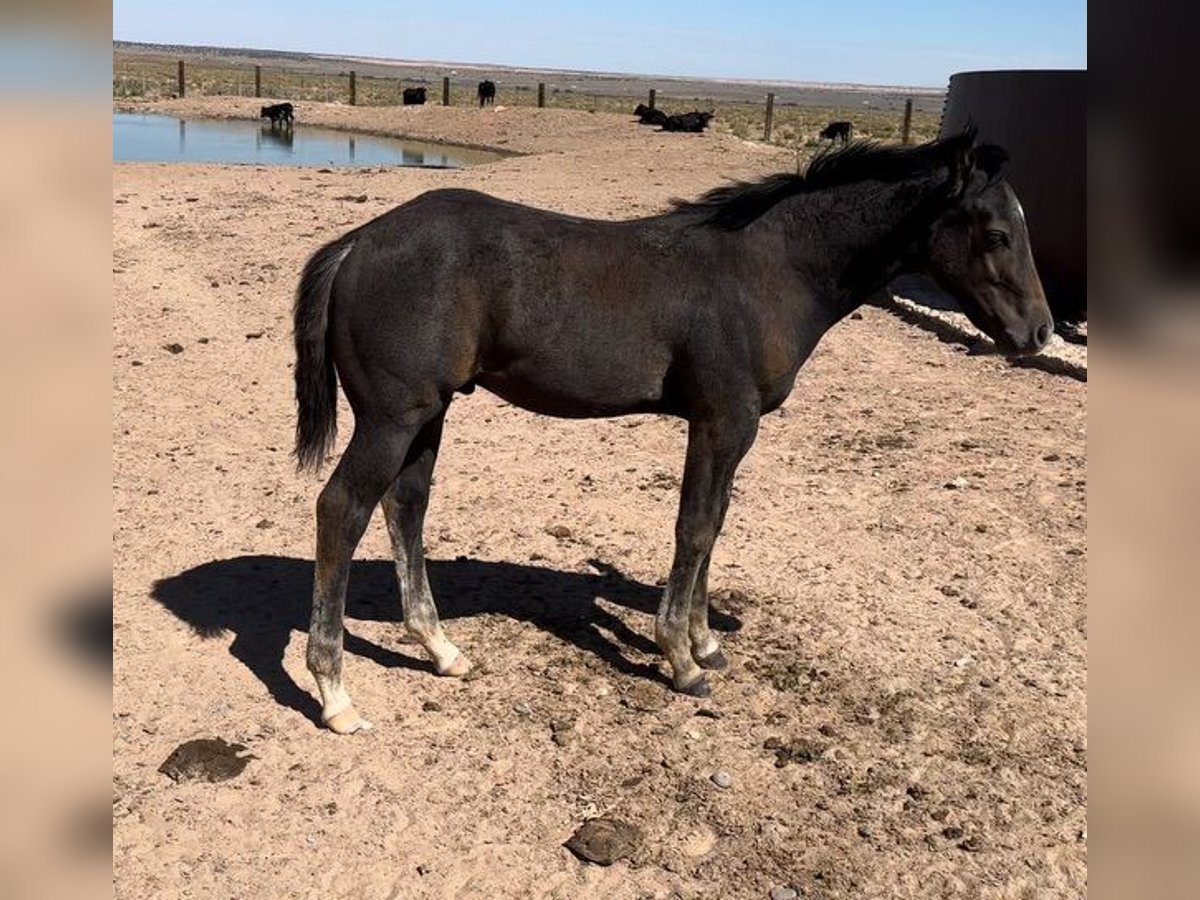 American Quarter Horse Stallion 1 year 15 hh Brown in Chambers