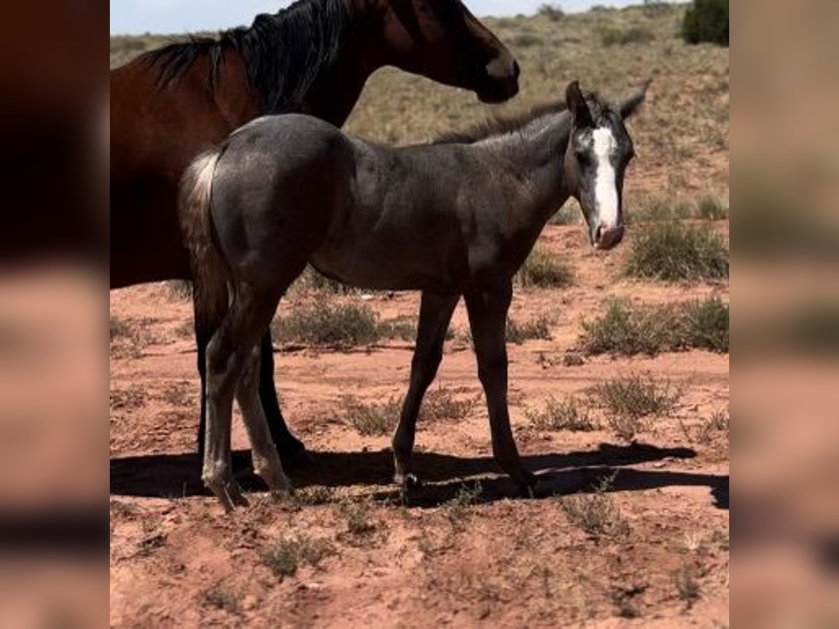 American Quarter Horse Stallion 1 year 15 hh Gray in Chambers