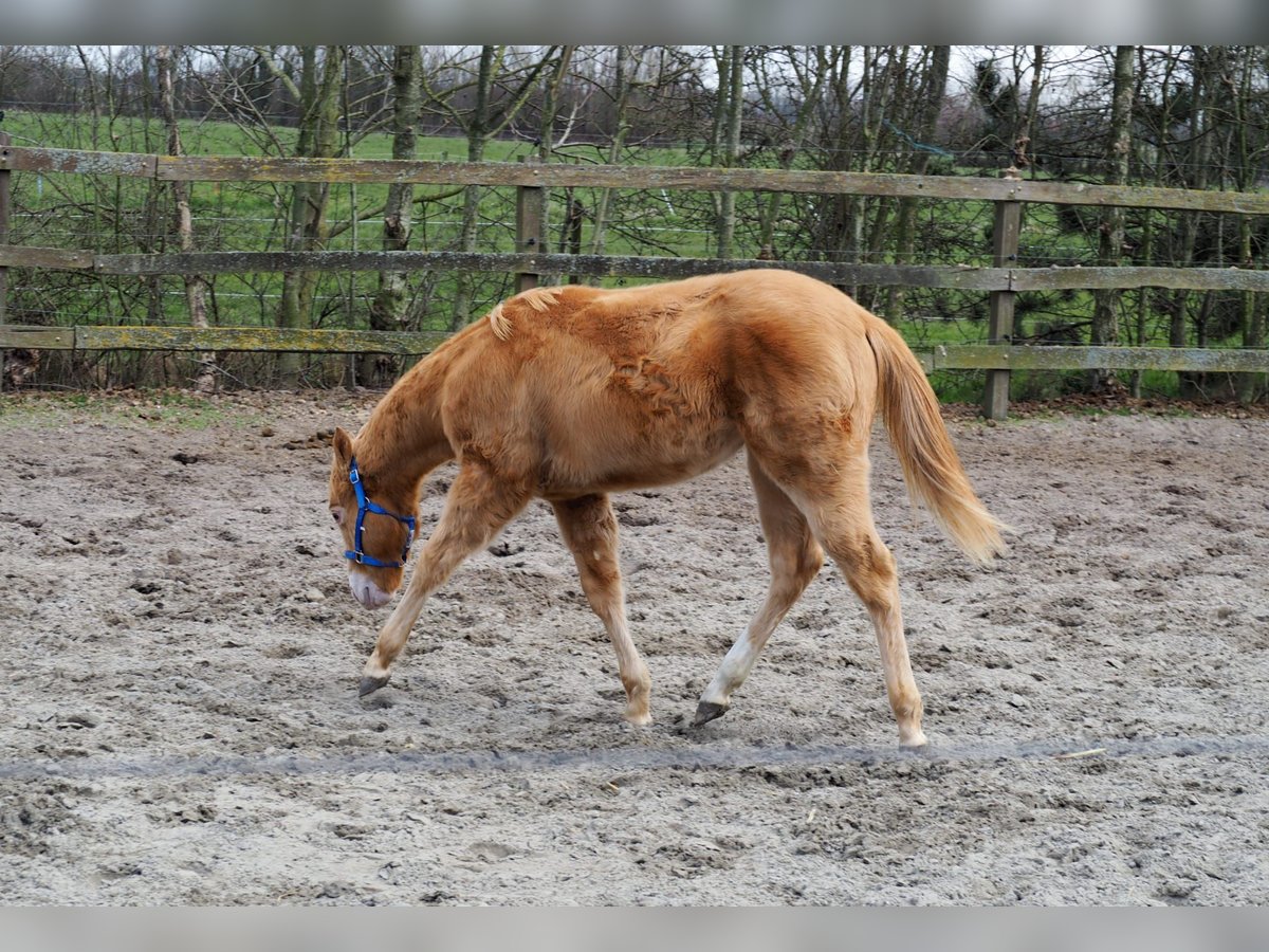 American Quarter Horse Stallion 1 year 15,1 hh Champagne in Oostkapelle