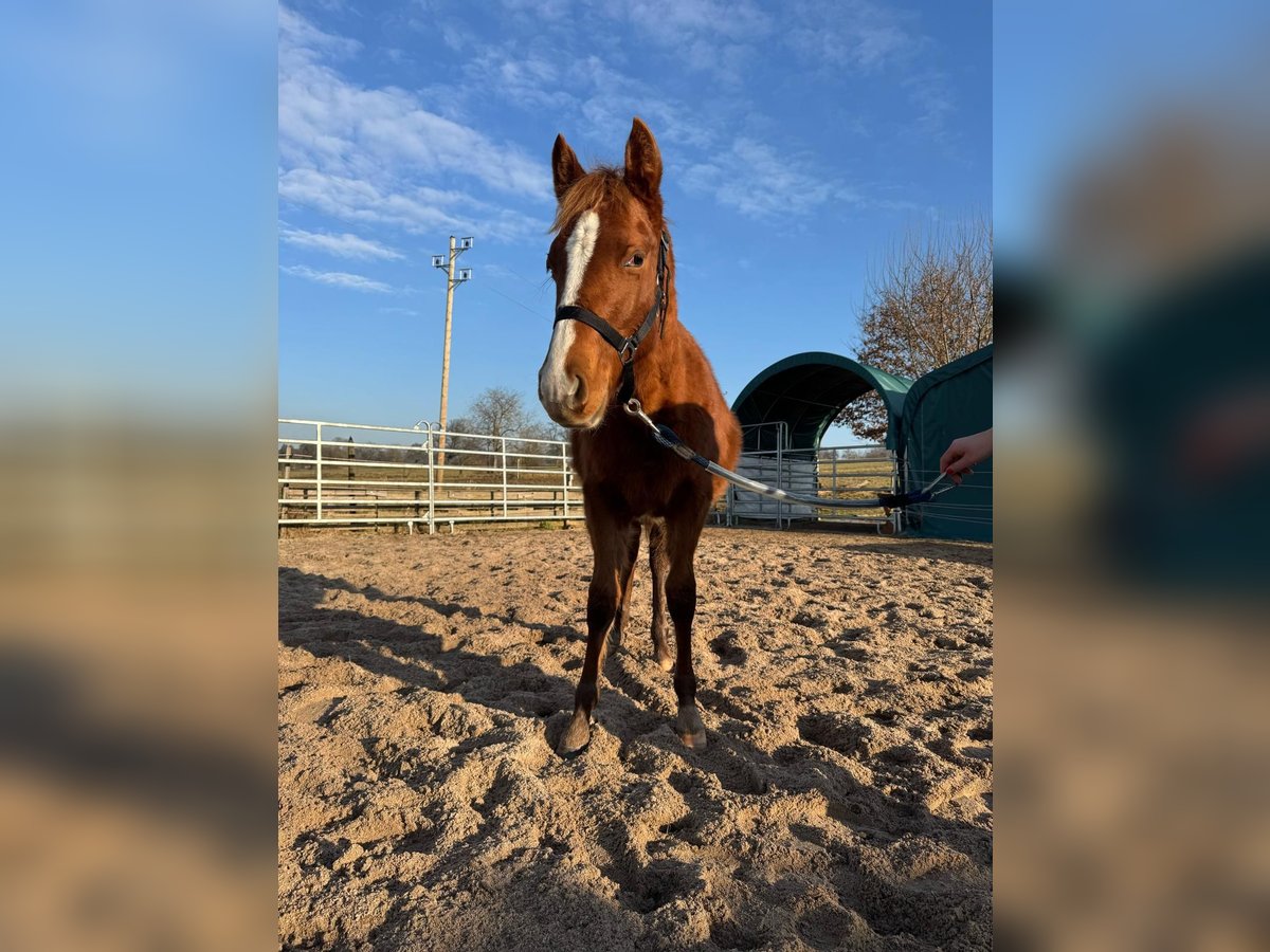 American Quarter Horse Stallion 1 year 15,1 hh Chestnut-Red in Straubenhardt
