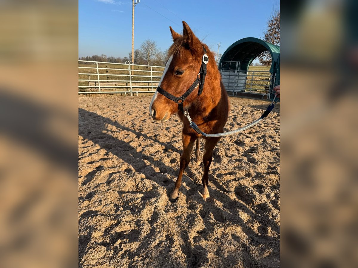 American Quarter Horse Stallion 1 year 15,1 hh Chestnut-Red in Straubenhardt