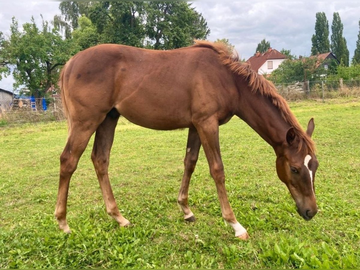 American Quarter Horse Stallion 1 year 16,1 hh Chestnut in Suthfeld