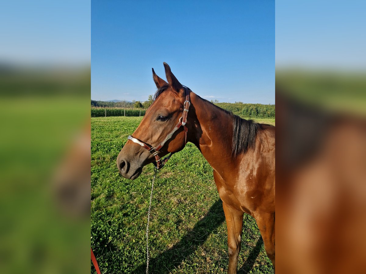 American Quarter Horse Stallion 1 year Bay-Dark in Rheinfelden