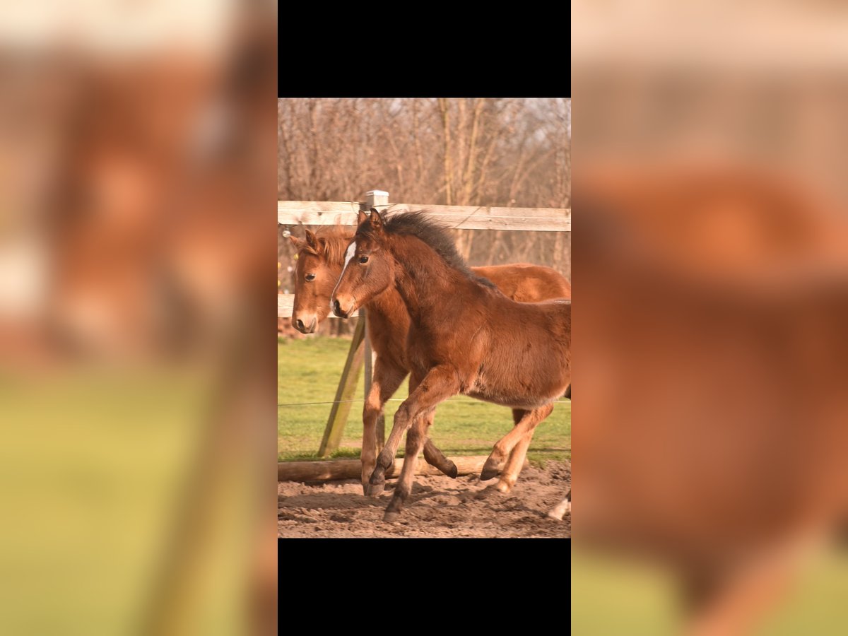 American Quarter Horse Stallion 1 year Brown in Neuhardenberg Neuhardenberg