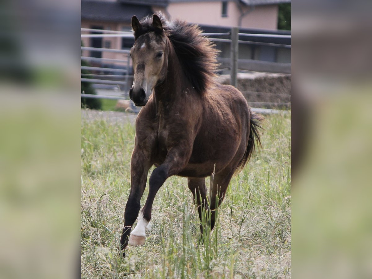 American Quarter Horse Stallion 1 year Buckskin in Beltheim