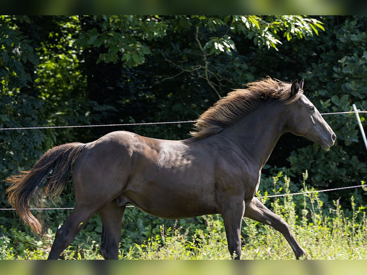 American Quarter Horse Stallion 1 year Buckskin in Dietenheim