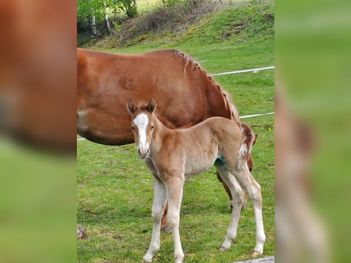 American Quarter Horse Stallion 1 year Chestnut-Red in Allarmont