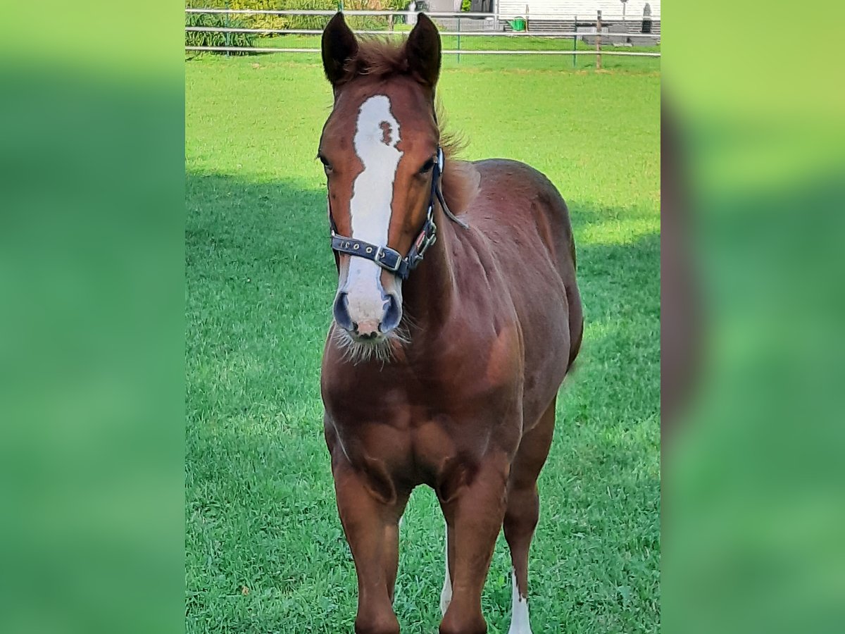 American Quarter Horse Stallion 1 year Chestnut-Red in Bedburg-Hau