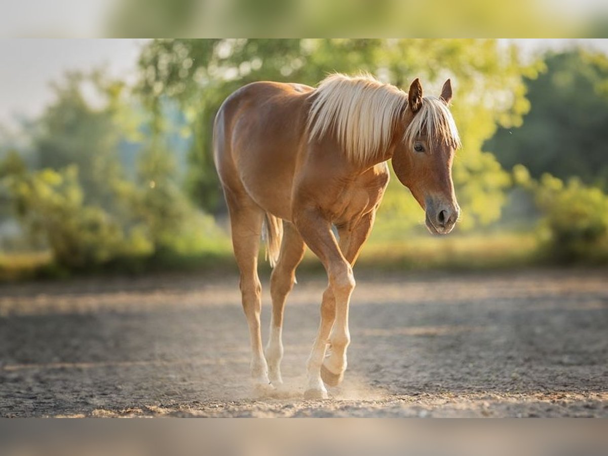 American Quarter Horse Stallion 1 year Chestnut-Red in Sankt Leon-Rot