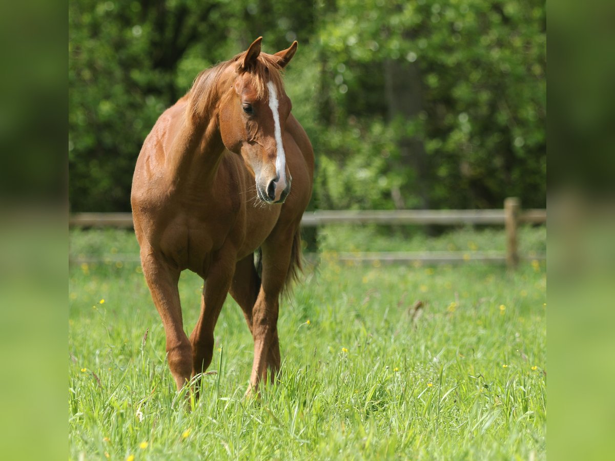 American Quarter Horse Stallion 1 year Chestnut-Red in Nieuwrode