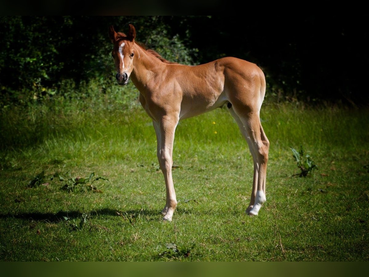 American Quarter Horse Stallion 1 year Chestnut-Red in Memmingen