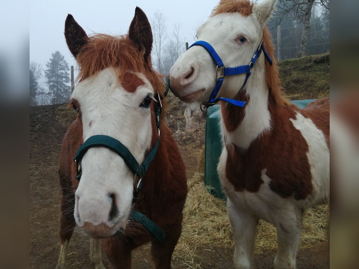 American Quarter Horse Stallion 1 year Chestnut-Red in Sainte-Croix-aux-Mines