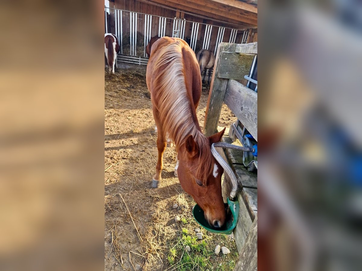 American Quarter Horse Stallion 1 year Chestnut-Red in Rheinfelden