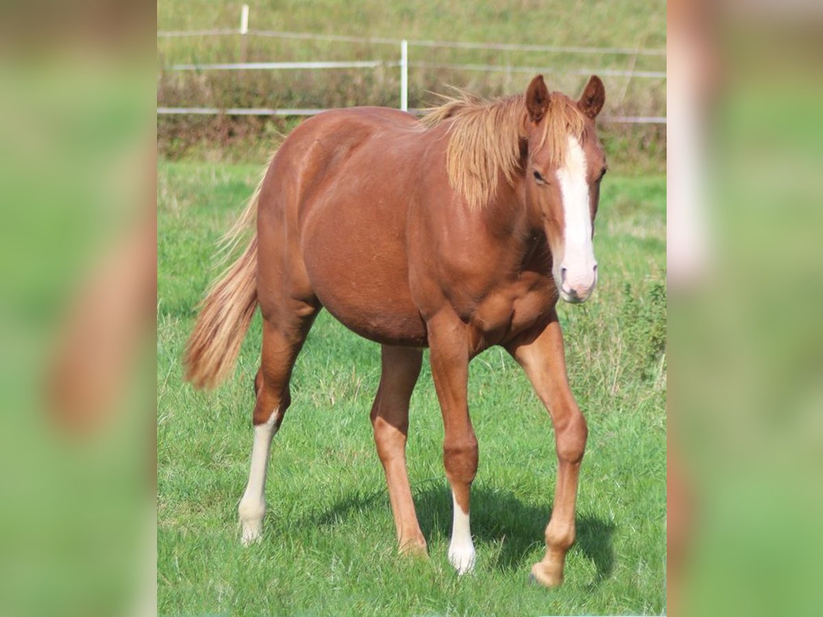 American Quarter Horse Stallion 1 year Chestnut in Laubach