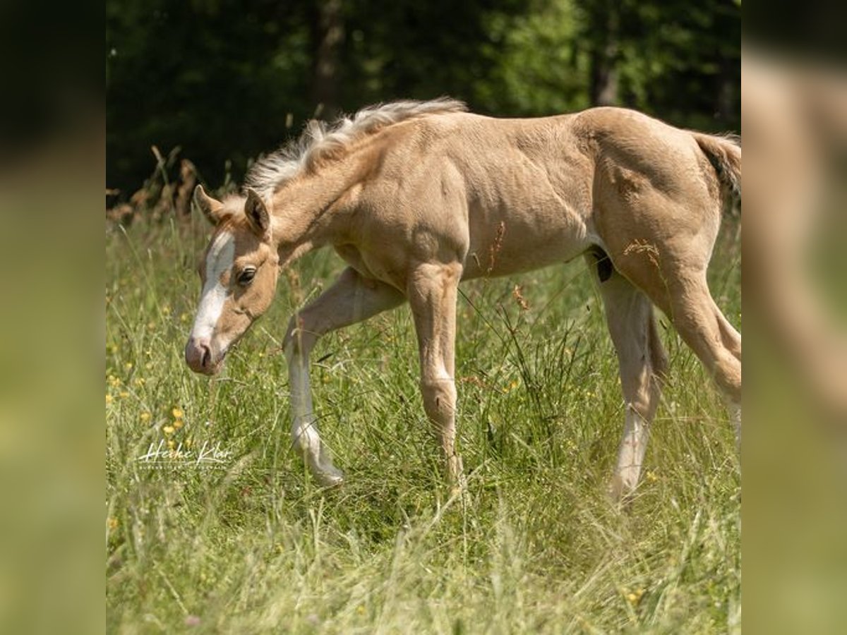 American Quarter Horse Stallion 1 year Palomino in Laubach