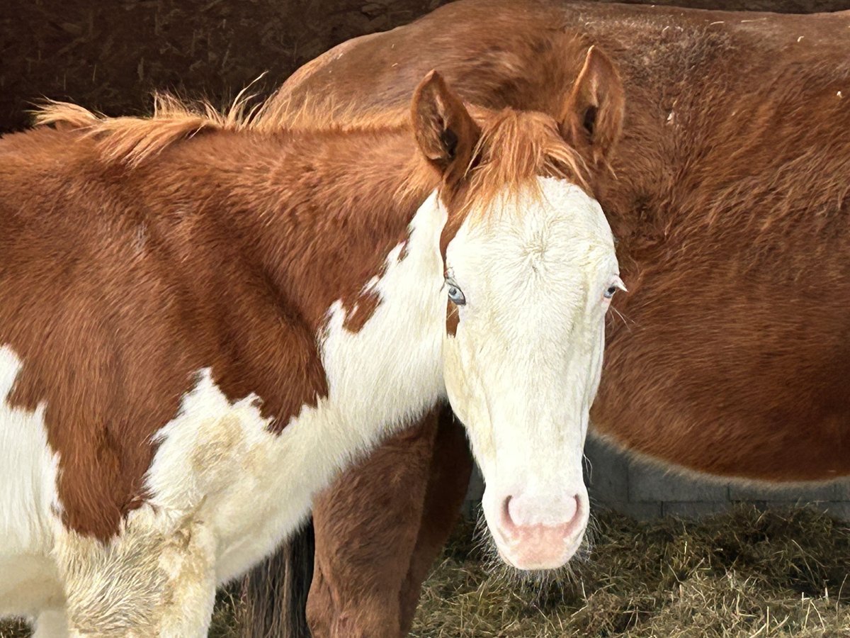 American Quarter Horse Stallion 1 year Pinto in Deggenhausertal