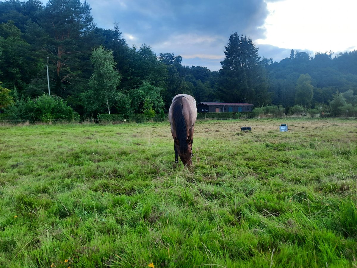 American Quarter Horse Stallion 1 year Roan-Bay in F&#xFC;rthen