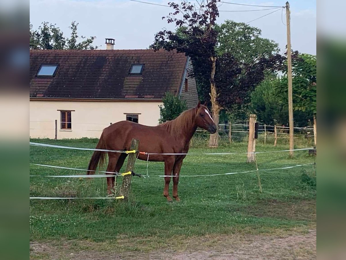 American Quarter Horse Stallion 2 years 14,1 hh Chestnut-Red in Billezois