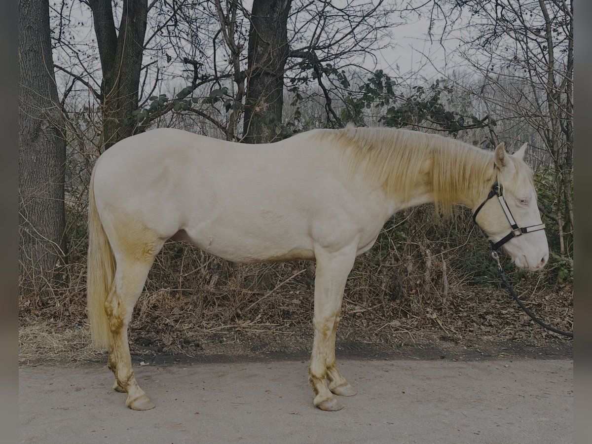 American Quarter Horse Stallion 2 years 14,1 hh Perlino in Mannheim