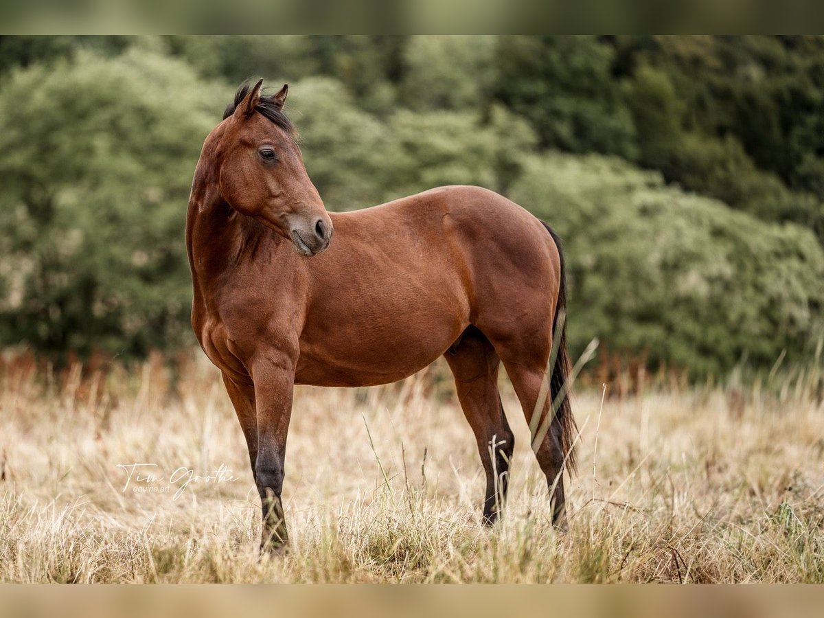 American Quarter Horse Stallion 2 years 14,2 hh Brown in Nohfelden