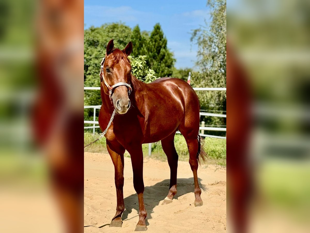 American Quarter Horse Stallion 2 years 14,2 hh Chestnut-Red in Rendsburg