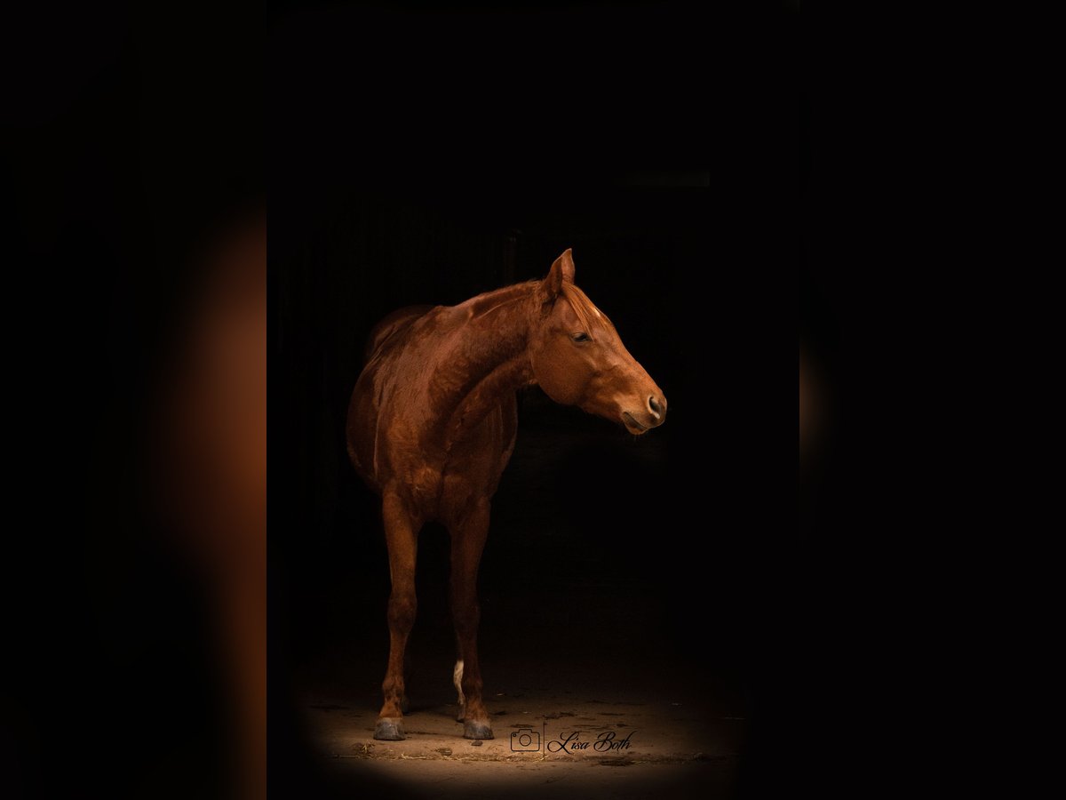 American Quarter Horse Stallion 2 years 14,2 hh Chestnut in Illingen