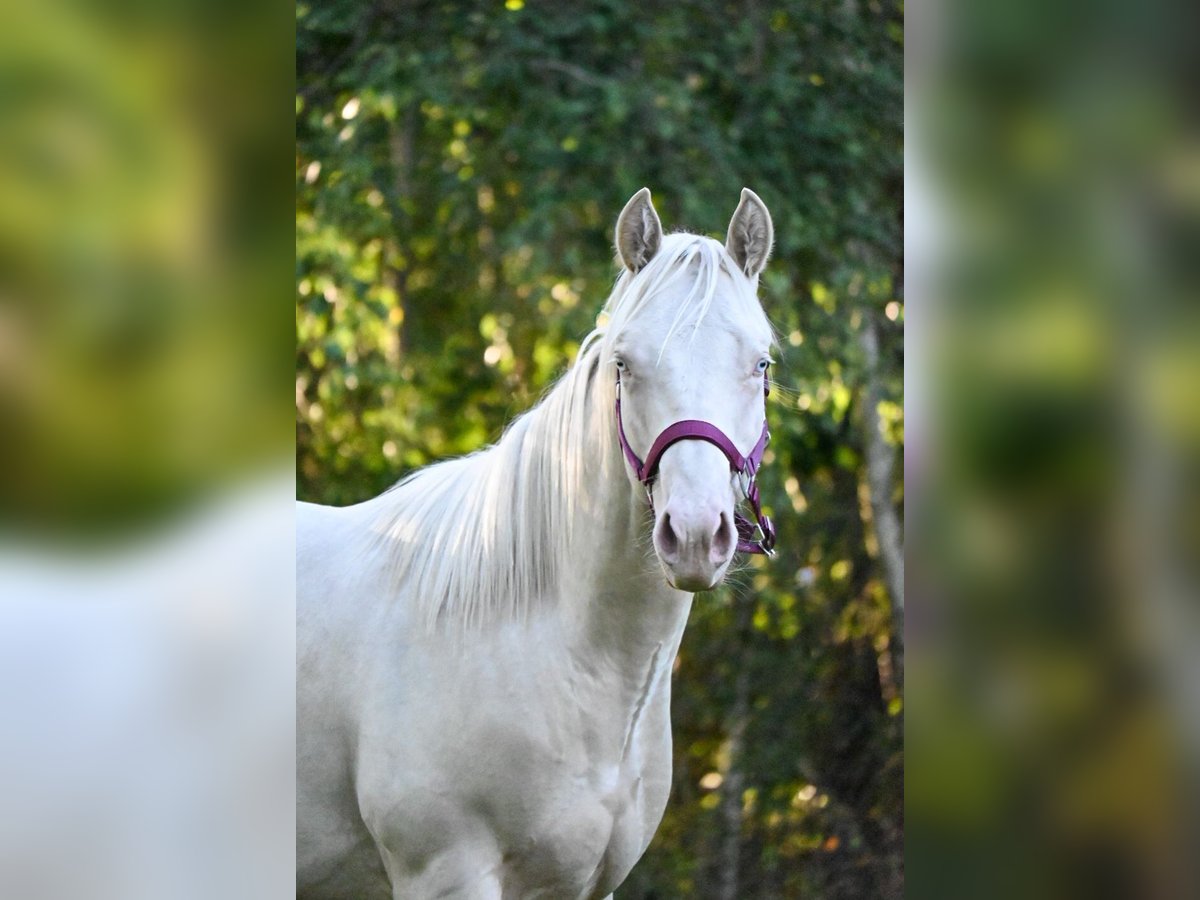 American Quarter Horse Stallion 2 years 14,2 hh Cremello in Rehfelde