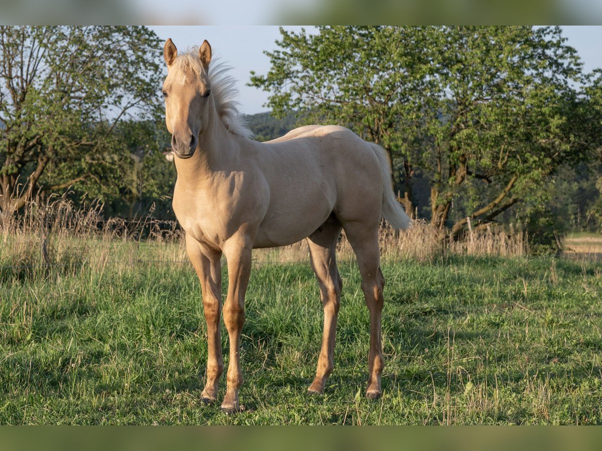 American Quarter Horse Stallion 2 years 14,2 hh Palomino in Glashütten