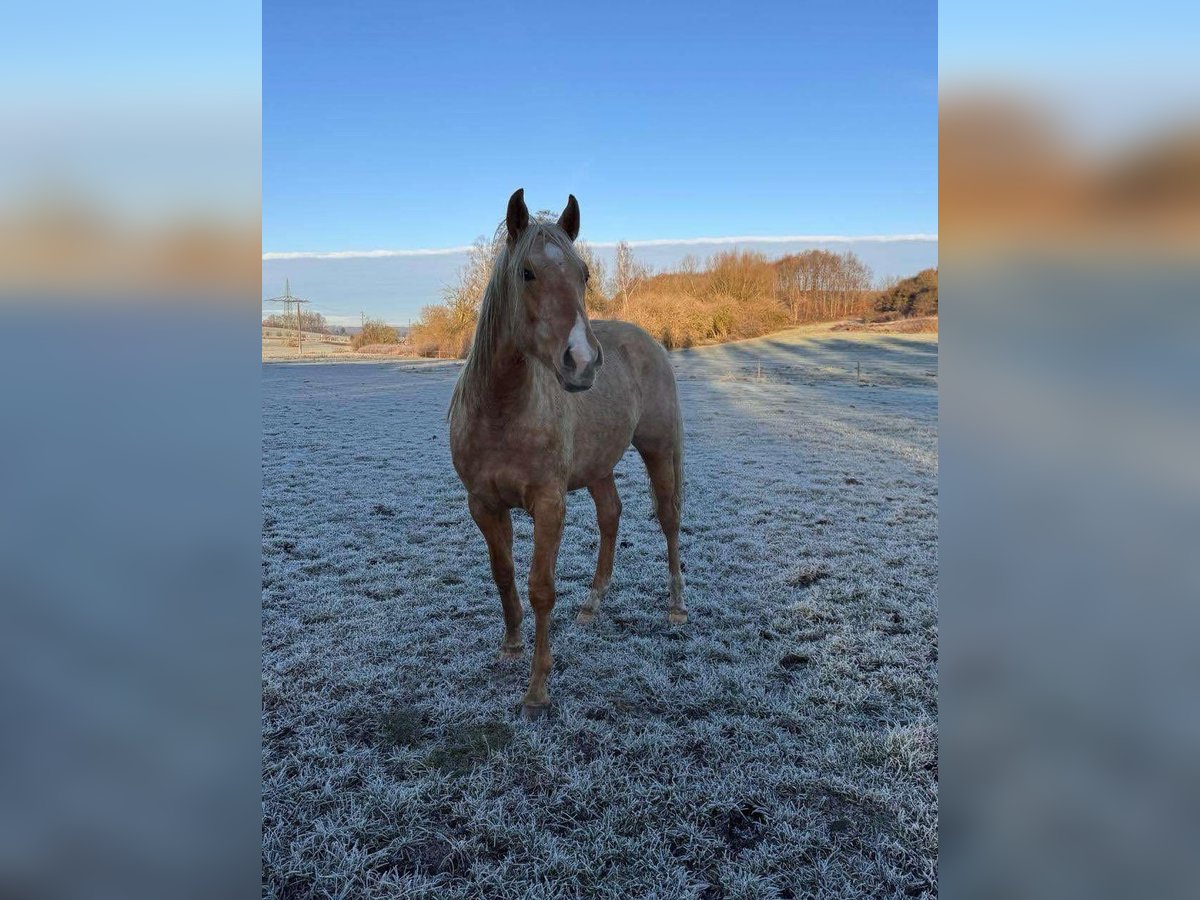 American Quarter Horse Stallion 2 years 14,2 hh Palomino in Wiedergeltingen