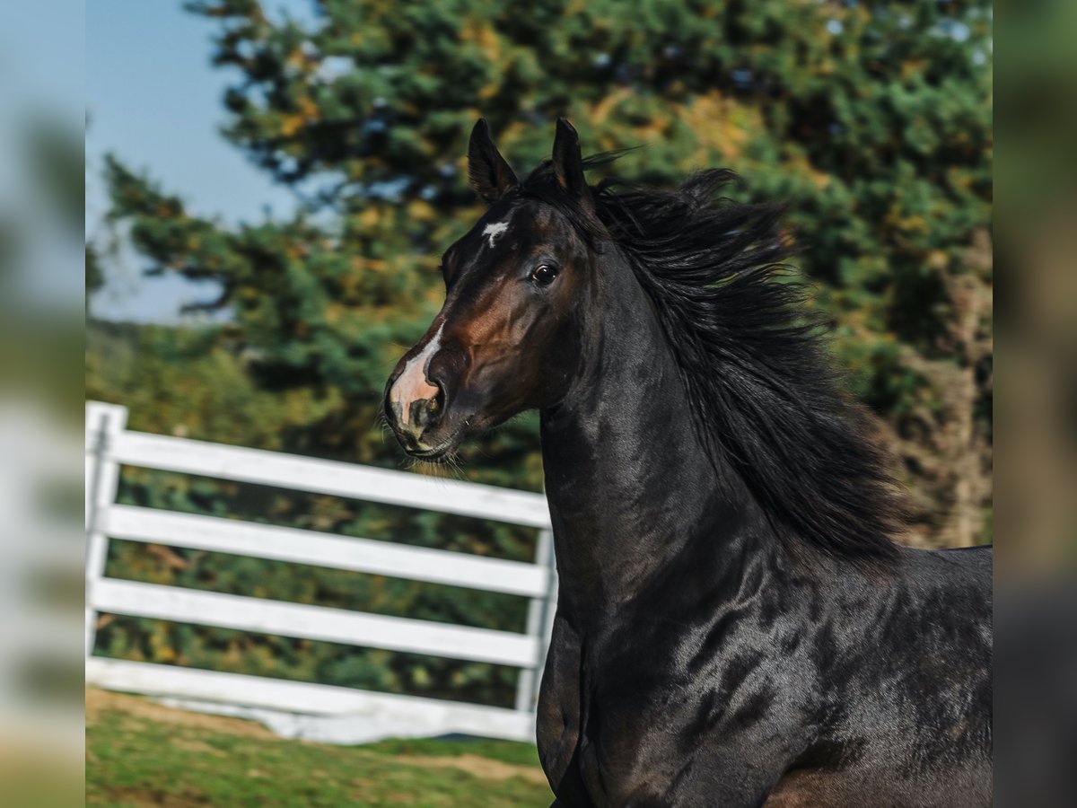 American Quarter Horse Stallion 2 years 14,3 hh Bay-Dark in Skrzyszów