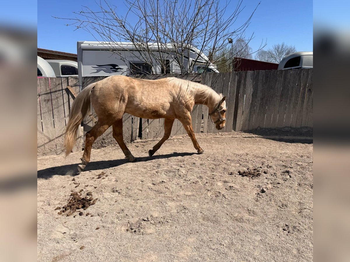 American Quarter Horse Stallion 2 years 14,2 hh Palomino in Wiedergeltingen