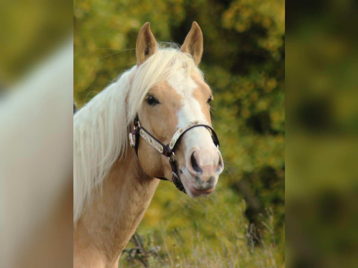 American Quarter Horse Stallion 2 years 14,3 hh Palomino in Laubach
